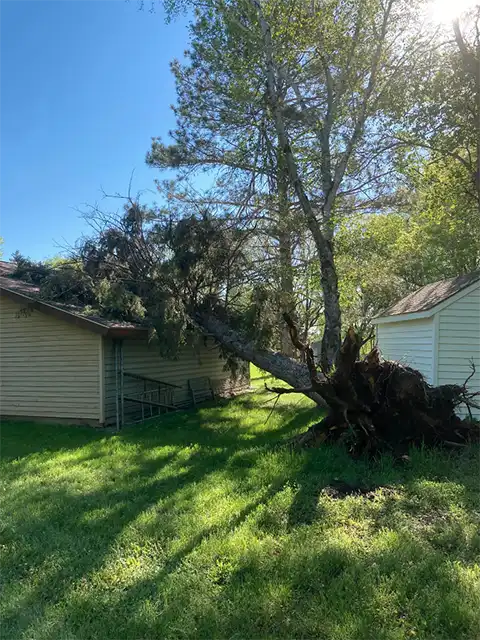Photo of Kangas Tree Service - Detroit Lakes, MN