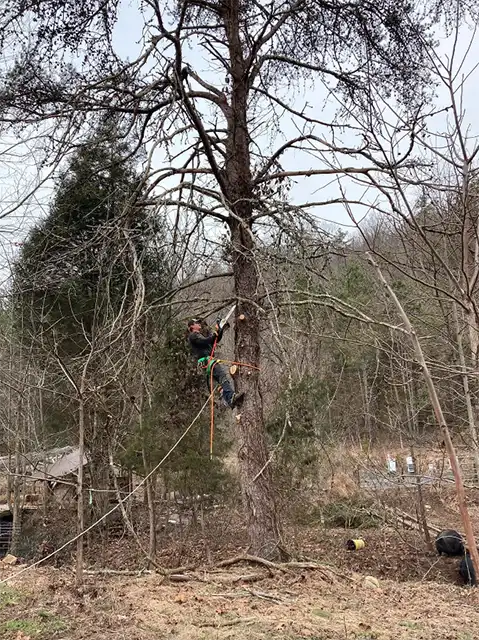 Photo of Kangas Tree Service - Detroit Lakes, MN
