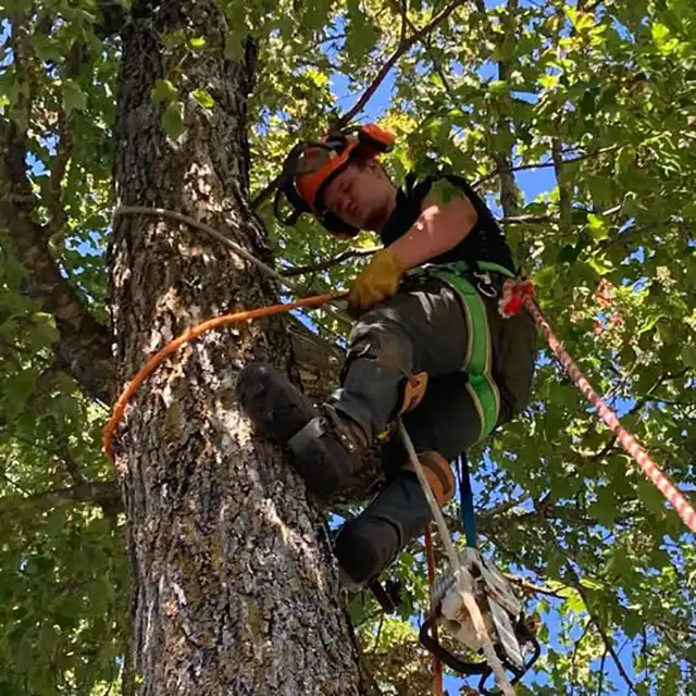 Photo of Kangas Tree Service - Detroit Lakes, MN