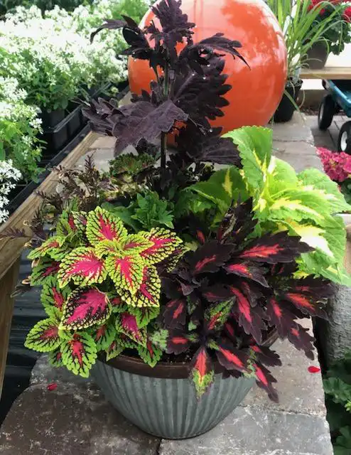Photo of Lakes Country Landscaping & Irrigation - Perham, MN