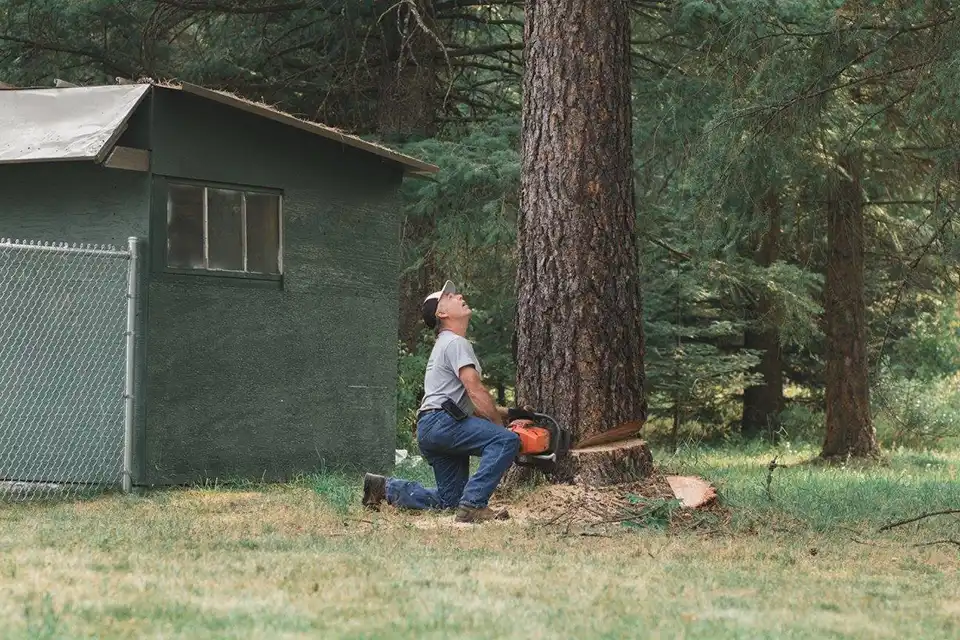 Photo of Select Cut Tree Service - Dalton Gardens, ID