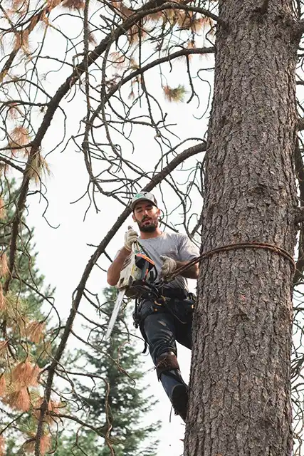 Photo of Select Cut Tree Service - Dalton Gardens, ID